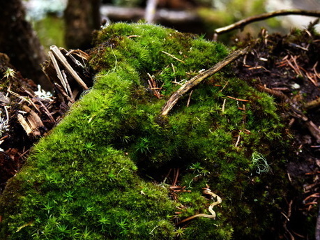 Une mousse invasive trop peu connue: La mousse cactus | Biodiversit&eacute; | Scoop.it