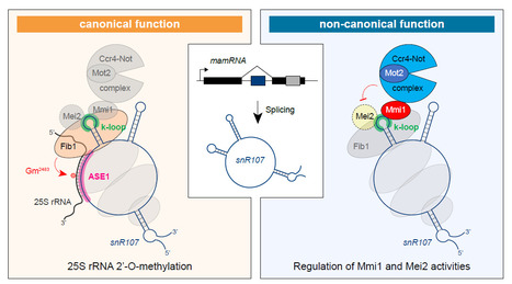 A bifunctional snoRNA guides rRNA 2’-O-methylation and scaffolds gametogenesis effectors | I2BC Paris-Saclay | Scoop.it