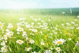 Allergies aux pollens : des messages à faire passer | Toxique, soyons vigilant ! | Scoop.it