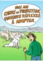 Conseils/ Randonnée en montagne : les réflexes à adopter aux abords des troupeaux face aux chiens de protection | Vallées d'Aure & Louron - Pyrénées | Scoop.it