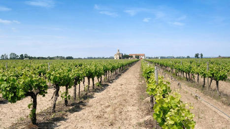 Réchauffement climatique : en Camargue, le sel détruit les vignes avec "une fulgurance et une ampleur" jamais observées | Biodiversité | Scoop.it