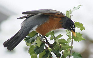 Audubon South Carolina: Great Backyard Bird Count Begins ... | Gardening Life | Scoop.it