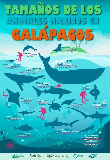 Spotlight on Sharks | Galapagos | Scoop.it