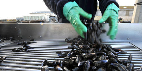 Les moules du bassin d'Arcachon de nouveau interdites | HALIEUTIQUE MER ET LITTORAL | Scoop.it