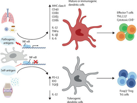 Autoantigens in rheumatoid arthritis and the potential for antigen-specific tolerising immunotherapy | Rheumatology-Rhumatologie | Scoop.it