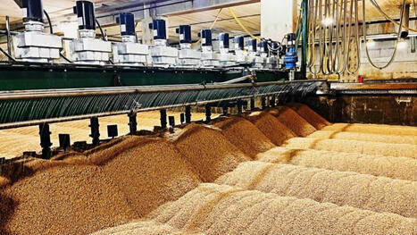 C&ocirc;te d'Ivoire : "Agriculture : la transformation de bl&eacute; mobilise un nouvel investissement de 40 millions d'euros en C&ocirc;te d'Ivoire" | Revue de Presse Afrique francophone par Service International de CCI Normandie | Scoop.it