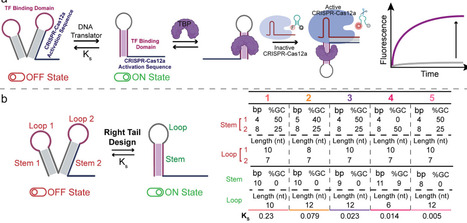 Synthetic CRISPR Networks Driven by Transcription Factors via Structure-Switching DNA Translators | jacs | RMH | Scoop.it