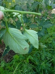 Prévenir et soigner le mildiou des tomates | Phytosanitaires et pesticides | Scoop.it