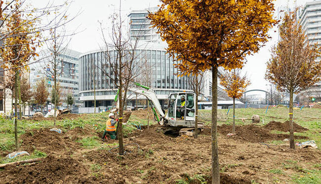 Les premières forêts urbaines de la capitale prennent racine