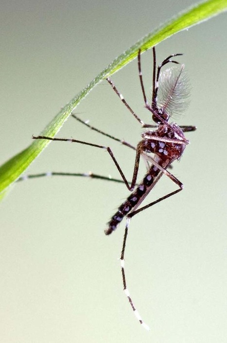 Une nouvelle technique de stérilisation des insectes pour éliminer les vecteurs de maladies tropicales | EntomoNews | Scoop.it