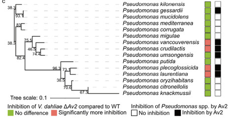 Undermining the cry for help: The phytopathogenic fungus Verticillium dahliae secretes an antimicrobial effector protein to undermine host recruitment of antagonistic Pseudomonas bacteria | Brvp | RMH | Scoop.it