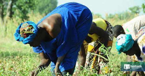 Fostering Local FOOD SYSTEMS Solutions in West and Central Africa | CIHEAM Press Review | Scoop.it