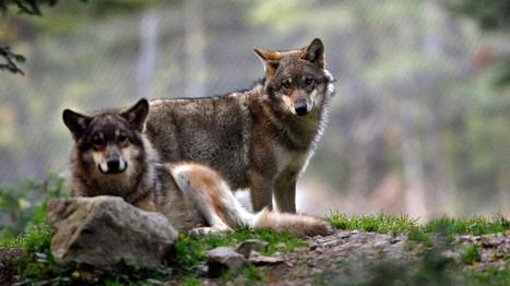 Territoire, attaques de troupeaux, bêtes abattues... Trois données pour comprendre la présence du loup en France | Actualités de l'élevage | Scoop.it