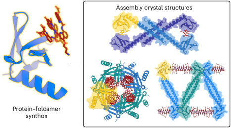A protein&ndash;foldamer supramolecular synthon for self-assembled hybrid architectures | Nchem | RMH | Scoop.it
