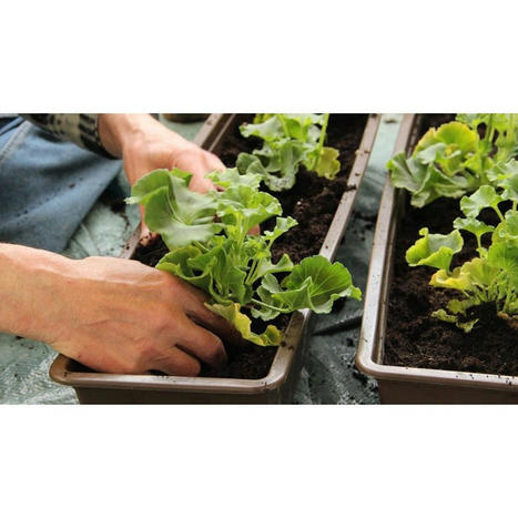 Engouement pour le jardinage en temps de Covid | Les Colocs du jardin | Scoop.it