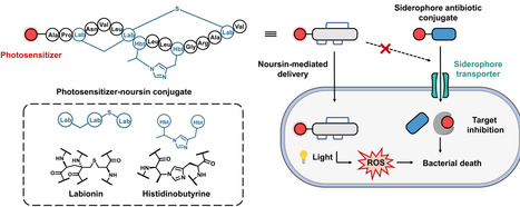 A siderophore-independent lanthipeptide carrier enables Trojan-horse delivery of antibacterial cargoes into Gram-negative bacteria | acs | RMH | Scoop.it