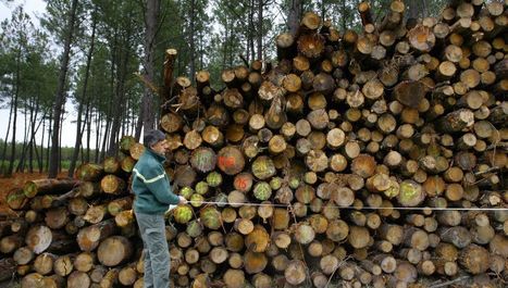 Industrialisation, sécheresse, souffrance au travail : la forêt française en crise | La sélection de BABinfo | Scoop.it