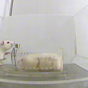 Study: Rats aren't selfish, but show compassion | Science News | Scoop.it