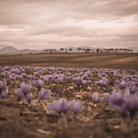 GREECE : Saffron from Kozani, a crop in turmoil &ndash; 22-med | CIHEAM Press Review | Scoop.it