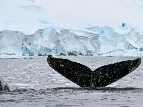L'Antarctique menacé à son tour par les microplastiques | Biodiversité | Scoop.it