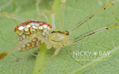 La hipnotizante belleza de la ara&ntilde;a espejo de Singapur (FOTOS) - Ecoosfera | Bichos en Clase | Scoop.it
