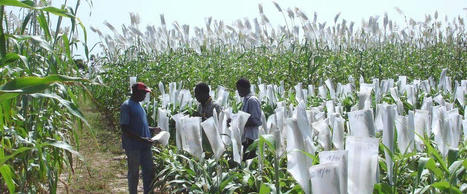 AFRIQUE : Face à la sécheresse, communautés scientifiques et agricoles se penchent sur le sorgho  | CIHEAM Press Review | Scoop.it