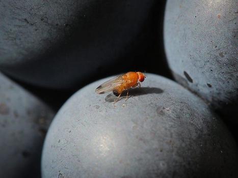 Suisse. Percée dans la lutte contre la mouche suzukii | EntomoNews | Scoop.it