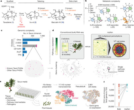 Discovery of FoTO1 and Taxol genes enables biosynthesis of baccatin III | RMH | Scoop.it