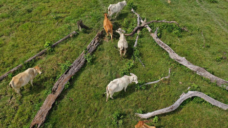FOOD: What would happen if the world cut meat and milk consumption in half? | ALIMENTATIONS | Scoop.it
