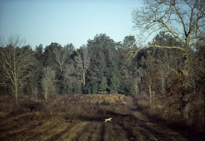 CYNTHIA MATTHEWS: Bird Dog Country | Photography Now | Scoop.it