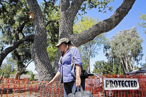 Thousand Oaks redevelopment sparks public outcry to save the trees | Coastal Restoration | Scoop.it
