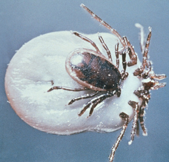 Tiques et bactéries de Lyme: un bénéfice réciproque | EntomoScience | Scoop.it