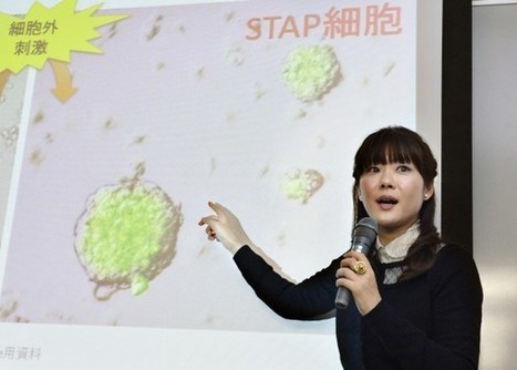 Stem cell debacle déjà vu | Bioéthique & Procréation | Scoop.it