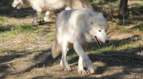Loups : D&eacute;j&agrave; 90 abattus en 2019, le plafond relev&eacute; &agrave; 100 | Biodiversit&eacute; | Scoop.it