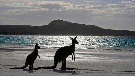 En Australie, la plus ancienne œuvre d'art aborigène représente un kangourou | Histoires Naturelles | Scoop.it