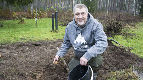 Uutta pottua joulupöydässä? Perunan voikin nostaa maasta vasta marraskuussa – "Niissä on jopa parempi taivaallinen maku" | Yle Uutiset | yle.fi | 1Uutiset - Lukemisen tähden | Scoop.it