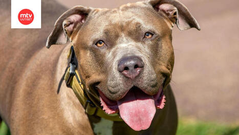 J&auml;ttim&auml;inen taistelukoira raateli vanhusta 45 minuuttia Britanniassa &ndash; tuomari syytti omistajaa "loukkaavista valheista" | 1Uutiset - Lukemisen t&auml;hden | Scoop.it