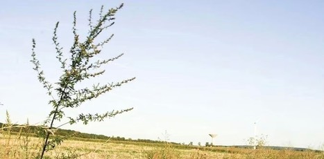 La gestion agroécologique des mauvaises herbes, un levier pour l’agriculture durable | EntomoNews | Scoop.it
