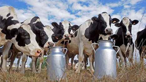 Et maintenant on va faire du lait de vache, sans vache | Lait de Normandie... et d'ailleurs | Scoop.it