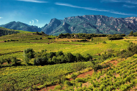 Saint-Chinian, balades autour du vin dans l'Hérault | Gastronomie - Oenotourisme en Languedoc | Scoop.it