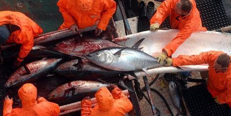 Il n'est pas trop tard pour reconstituer les stocks de poissons | HALIEUTIQUE MER ET LITTORAL | Scoop.it