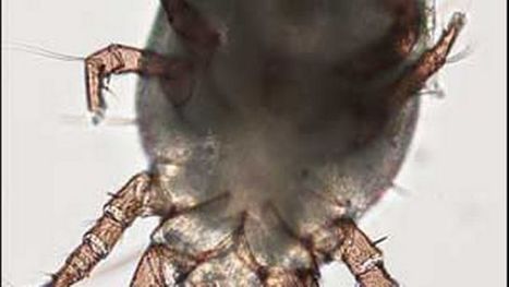 Audio : La salive de la tique transmet-elle des maladies ? | EntomoScience | Scoop.it