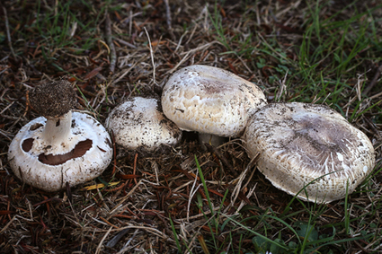 DOE Joint Genome Institute: Adaptable Button Mushroom Serves Up Biomass-Degrading Genes Critical to Managing the Planet’s Carbon Stores | Plant Pathogenomics | Scoop.it