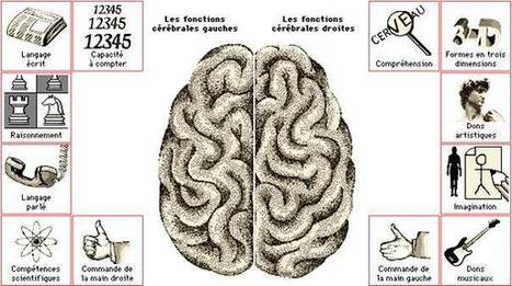 Cerveau droit ou gauche : à quoi nous sert-il? | Médecine  Cerveau Intelligence | Scoop.it