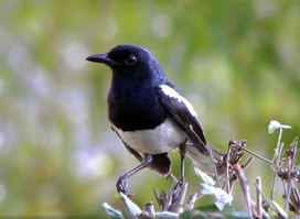 Suara Kacer Gacor In Marketing Scoop It