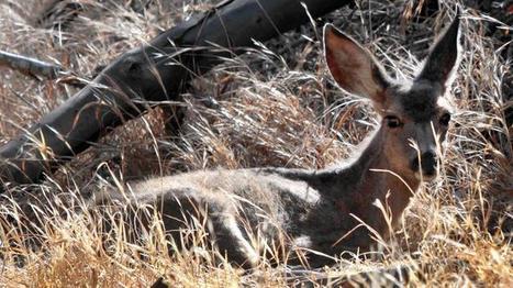 State's drought having pronounced effect on wildlife | Coastal Restoration | Scoop.it