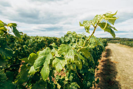Formation "Identifier et favoriser les auxiliaires et la biodiversité en viticulture" | Les Colocs du jardin | Scoop.it