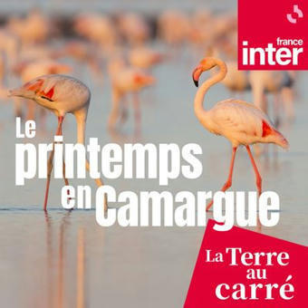 Le printemps en Camargue : un podcast à écouter en ligne | Biodiversité | Scoop.it
