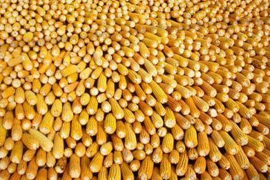 German Environment Ministry seeks unconditional GMO ban | MOVUS  Movement for a Sustainable Uruguay | Scoop.it