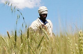 Egypt’s self-sufficiency rate of wheat stood at 34.5% in 2017 | MED-Amin network | Scoop.it